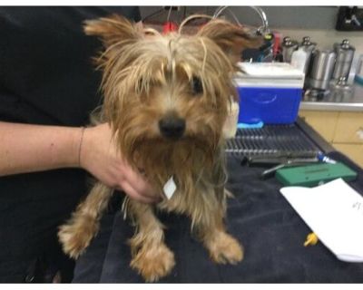 Dog - Yorkie, Yorkshire Terrier Male Dog for Adoption