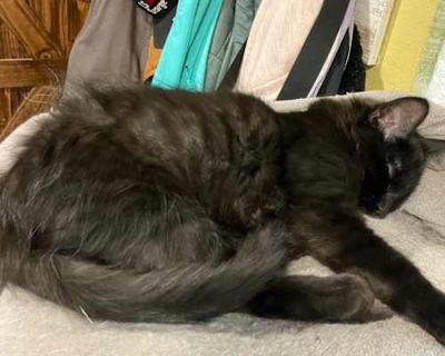 Bubbles Slam Dunk - Domestic Mediumhair Male Cat for Adoption