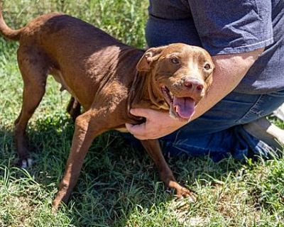 Zelda - Mixed Breed (Medium) Female Dog for Adoption