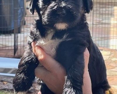 8 Male Portuguese Water Dog Puppies for Sale