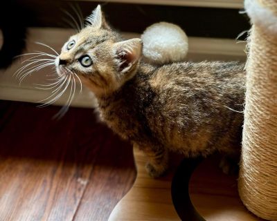 Meet Trinity! App 2 mo old, up to date, not spayed (too little) Sweet and happy DSH calitabby female ! Her mama Millie was found in a grocery cart in a box at a Dollar General and a kind lady saved her and the babies. She had just given birth to 7 babies! So basically somebody dumped them there and a good Samaritan helped them. They reached out to us and we said we would be happy to help. And t...