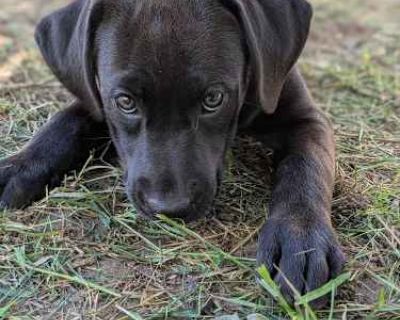 Coral - Labrador Retriever Female Puppy for Adoption