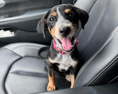 Miko - Australian Cattle Dog / Blue Heeler Mix Female Puppy for Adoption