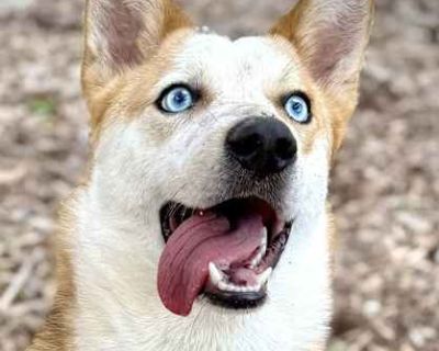 Jasper - Australian Cattle Dog/Husky Mix Male Dog for Adoption