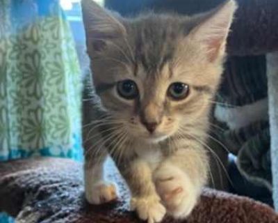 Olive - Domestic Shorthair Female Cat for Adoption