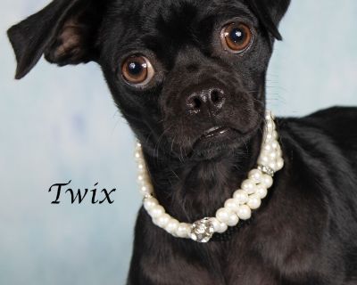 Twix - Pug & Chihuahua Mix Female Dog for Adoption