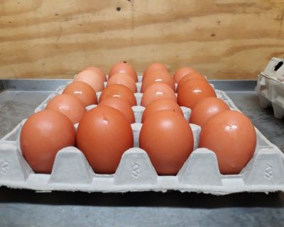 2FLATS OF USDA CERTIFIED ORGANIC EXTEA JUMBO EGGS. $10.00 (40 EGGS)

Pick up only please in Moulton. If interested txt Martha at 979-702-2143

No Hormones ever. No Antibiotics ever
