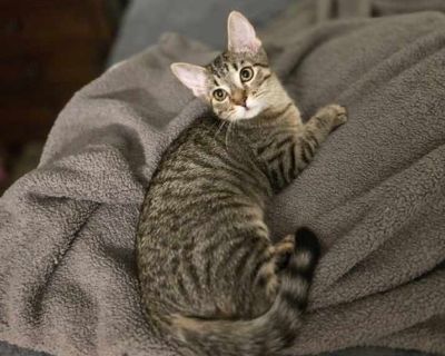 Child. Brown tabby. Hair: short. Microchipped. You can fill out an adoption application online on our official website. Meet Melody and Harper. They are the sweetest sister kittens you will ever meet. They love to play together and take a nap on their foster moms lap. Melody loves to talk and give you kisses. they both will sleep with you and show you so much love. They will do well in any home...