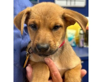 Blueberry - AVAILABLE - Mixed Breed (Small)/Mixed Breed (Medium) Mix Female Puppy for Adoption