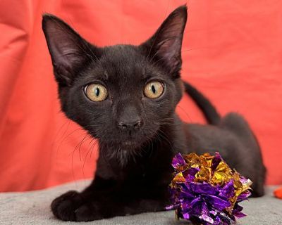 Tux - Domestic Shorthair Male Cat for Adoption