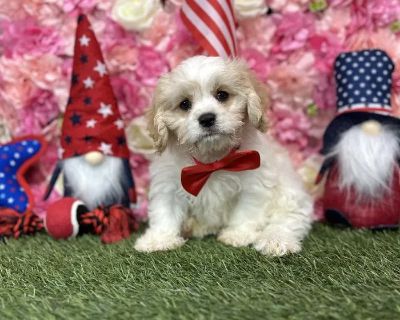 Sanji - Male Cavachon Puppy for Sale