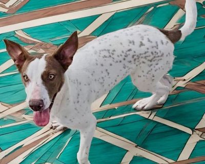 Hazelnut - Pointer Female Puppy for Adoption