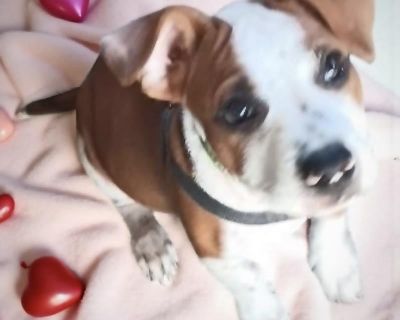 Bobby Jr. - Jack Russell Terrier Mix Male Puppy for Adoption