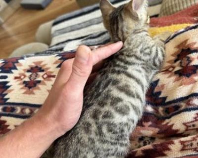 Cashmere Bengal Kittens - Bengal Male & Female Kitten For Sale