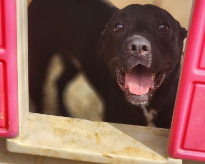 Jesse - Pit Bull Terrier Mix Male Dog for Adoption