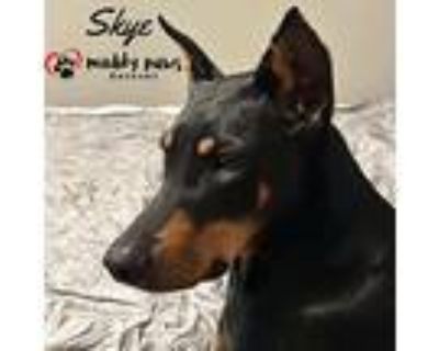 Skye (courtesy Post), Doberman Pinscher For Adoption In Council Bluffs, Iowa