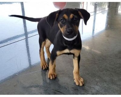 THELMA - Black and Tan Coonhound/Doberman Pinscher Mix Female Puppy for Adoption