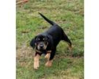 Adopt Piper a Black Labrador Retriever, Coonhound