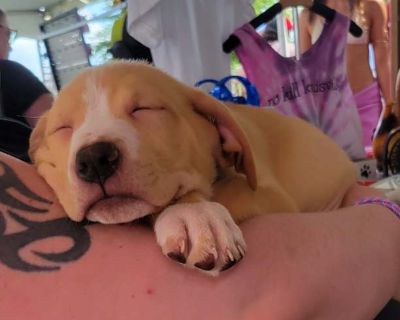 Chomper - American Pit Bull Terrier/German Shepherd Dog Mix Male Puppy for Adoption