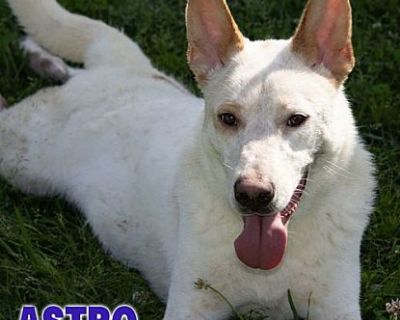 Astro - German Shepherd Dog Male Dog for Adoption