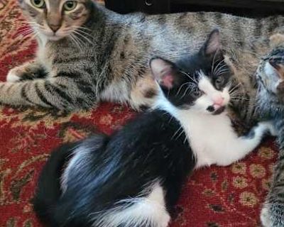 Pebbles is one of five little ones born to mamma Polly. Polly was left with two dogs survive on her own after a family was evicted. Concerned neighbors contacted Animal Control. They picked up the two dogs but Polly was left in the neighborhood. The neighbors fed her but didn t take long for her to become pregnant. Tampa Bay Strays was contacted to help. She gave birth under our care as she was...