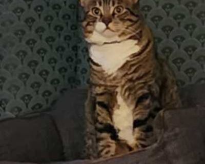 \ - Tabby Female Cat for Adoption