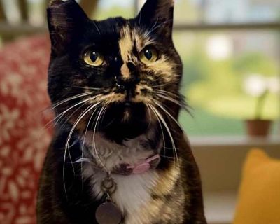 Pickles - Calico Female Cat for Adoption