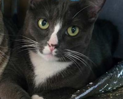 Minty - American Shorthair Female Cat for Adoption