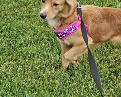 Lucy - Terrier (Unknown Type, Medium)/Golden Retriever Mix Female Dog for Adoption