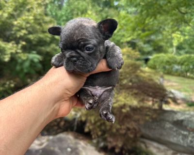 1 Male and 1 Female French Bulldog Puppies for Sale