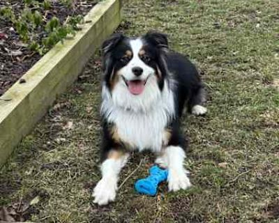 Anneke - Australian Shepherd Female Dog for Adoption