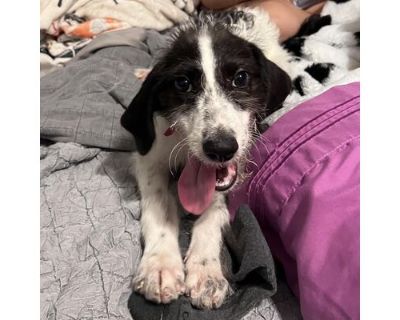 Tamra - English Springer Spaniel/Mixed Breed (Medium) Mix Female Puppy for Adoption