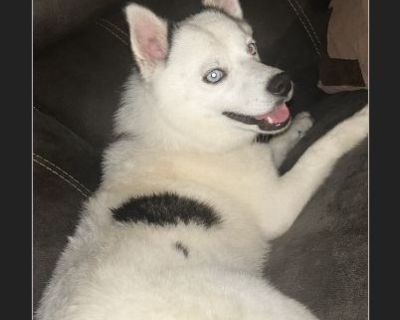 Koda - Male Puppy Siberian Husky mix for Adoption
