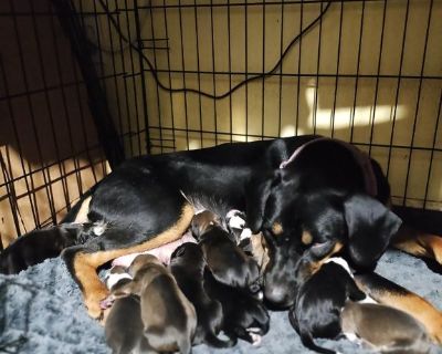 Puppy's for sale