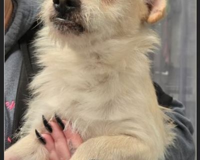 Arther - Male Puppy Westie mix for Adoption