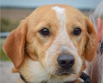 I am 18lbs and I am looking for my forever home. Adoption Donation: $450 All dogs are microchipped, neutered, current on all vaccines, heartworm tested (if age appropriate), and up-to-date on preventatives at the time of adoption. All household members and any dogs from the household need to be present to be able to adopt. A photo ID will be required at the time of adoption. Appointments are re...