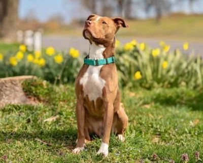 Ireland - American Pit Bull Terrier Female Dog for Adoption