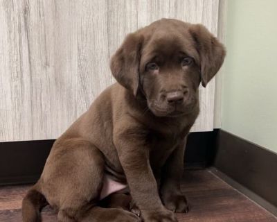 1 Female Labrador Retriever Puppy for Sale