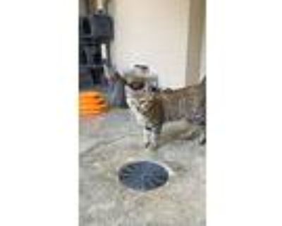 Capri, American Shorthair For Adoption In Boonville, Missouri