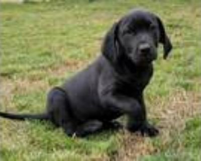 Adopt Pru a Black Labrador Retriever, Coonhound