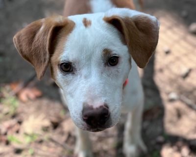 Bean - Hound Mix Male Dog for Adoption