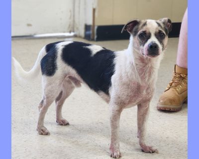 Winston - Chihuahua & Jack Russell Terrier Mix Male Dog for Adoption