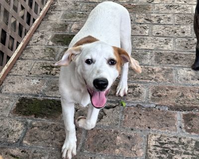 Ernie - Labrador Retriever Mix Male Dog for Adoption