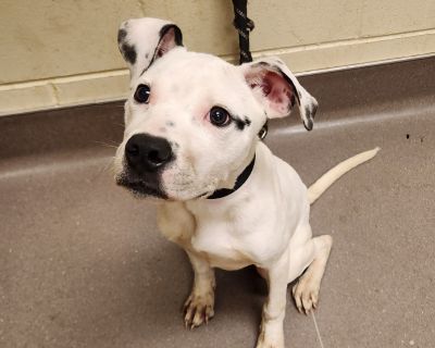 Health Vaccinations up to date, spayed / neutered.. Puppy Male Medium White / Cream , Black