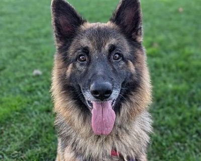 Lukas - German Shepherd Dog Male Dog for Adoption