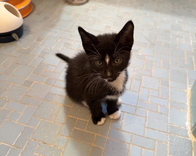 Alfie Longbottom - Tuxedo & American Shorthair Mix Male Cat for Adoption