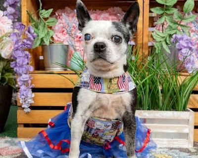 Dolores - Boston Terrier Female Dog for Adoption