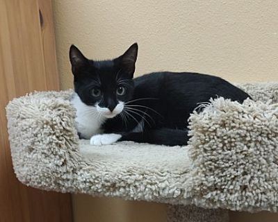 Wilder - Domestic Shorthair Male Cat for Adoption