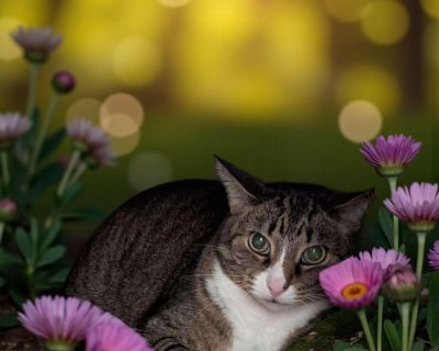 Lucy - Tabby Mix Female Cat for Adoption