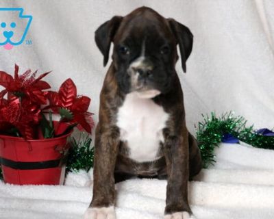 DOB:10-01-2025 (6 weeks old). Available:11-26-2025. This sweet, social Boxer who loves nothing more than being part of the family fun is Sky. She has a playful energy that makes her a natural companion for kids. Sky is AKC registered, vet checked, vaccinated, wormed, plus the breeder provides a 1 year genetic health guarantee. Her parents are Destiny & Jack. With her charming personality and bi...
